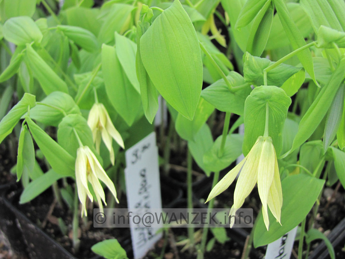 Uvularia perfoliata var flava 02.JPG